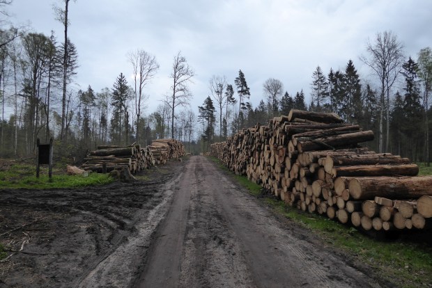 Wycięte drzewa w Puszczy Białowieskiej. Fot. Kamil Bartoń