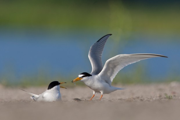 M_Karetta_rybitwa biaàoczelna