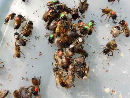 znakowane samice (2)