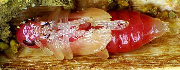 1024px-Trichodes_apiarius_pupa1