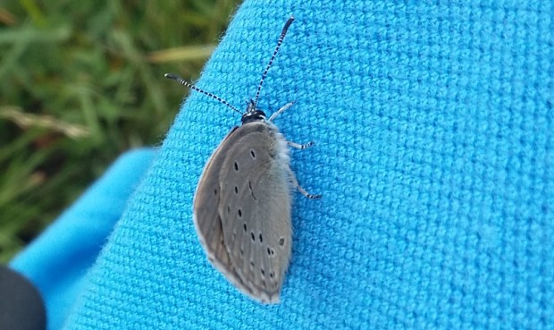 20180625_modraszek_telejus