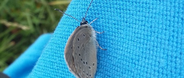 20180625_modraszek_telejus