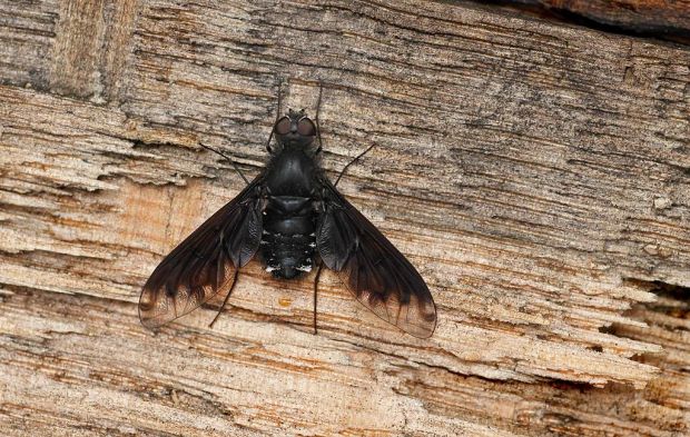 Anthrax_anthrax_by_Franck_Vassen