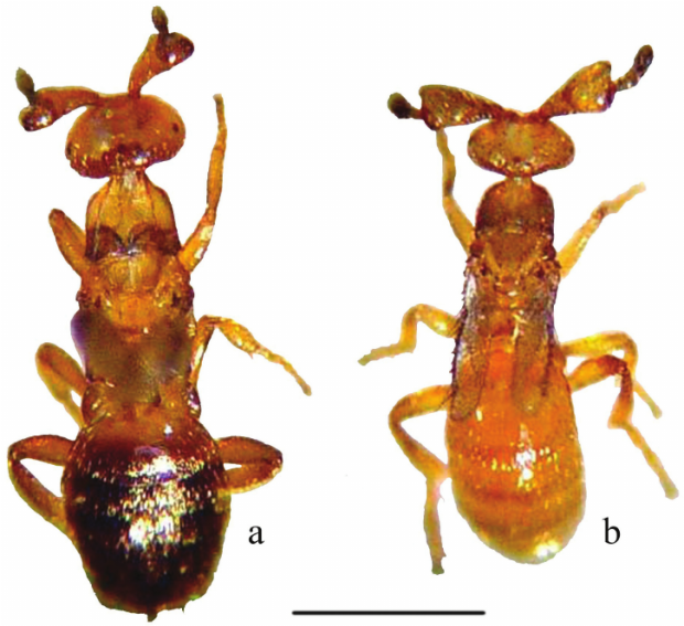 Figure-1-Males-of-Melittobia-parasitoid-wasps-a-M-acasta-b-M-australica-Scale-05