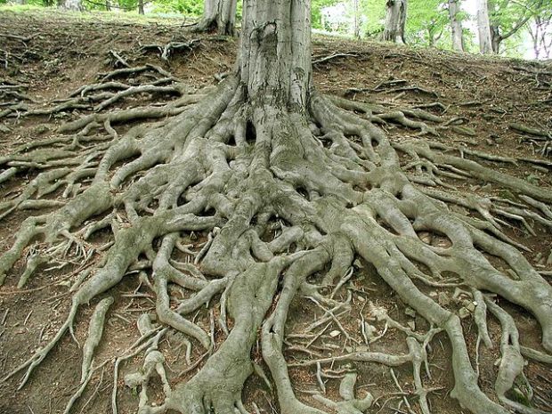 640px-Roots_of_big_old_tree