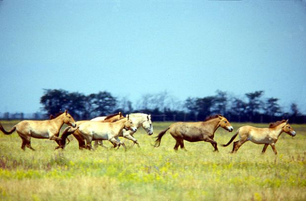 640px-Przewalski's_Horse_Askania_Nova