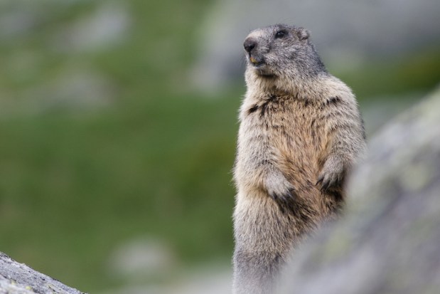 z-20140618_028_wilkt