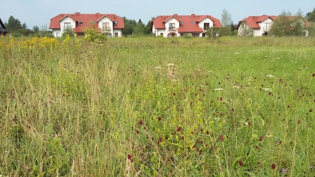 Fot_6a_laka_ktorej_grozi_zabudowa_Winnicka_20180805_090219