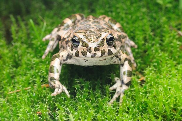 Bufo viridis K&amp;DK_kopia
