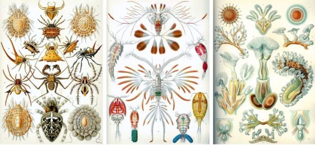 Ernst Haeckel 3_kopia
