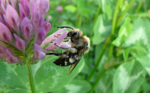 Melecta cf albifrons (1)