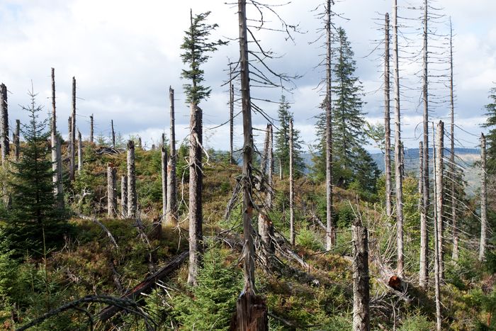 Karpaty. Drzewostany w lesie reglowym odnawiający się po gradacji kornika. Fot. K. Kujawa