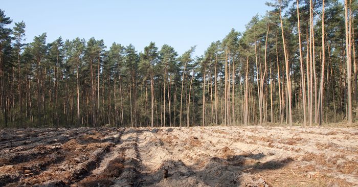 Typowy las gospodarczy z rębniami zupełnymi. Fot. K. Kujawa