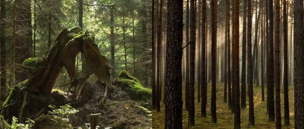 Różne oblicza lasu. Fot. K. Kujawa