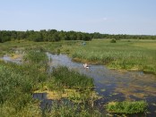 Biebrza, lipiec 2009