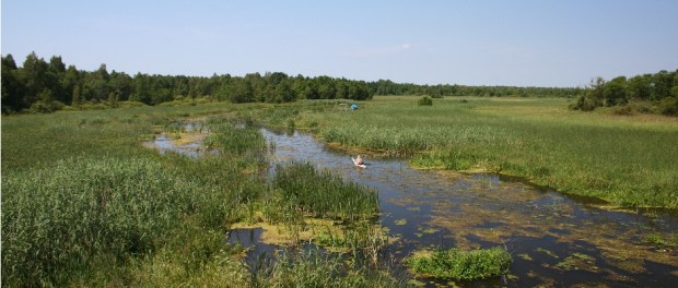 Biebrza, lipiec 2009