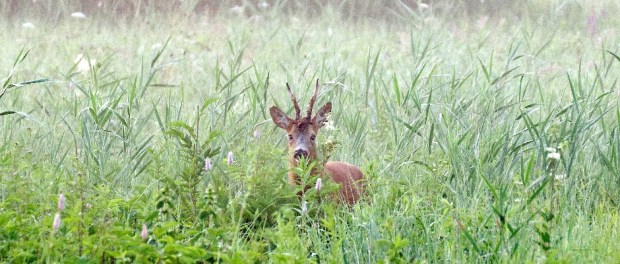Sarna europejska (Capreolus capreolus) w trawie, Wikimedia