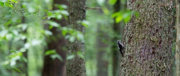 Adam Wajrak, Szwagrzk