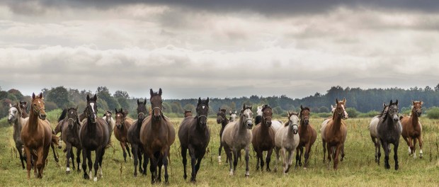 W niewoli 2 fot 1 baner konie HP