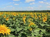 Słoneczniki, lato 2020