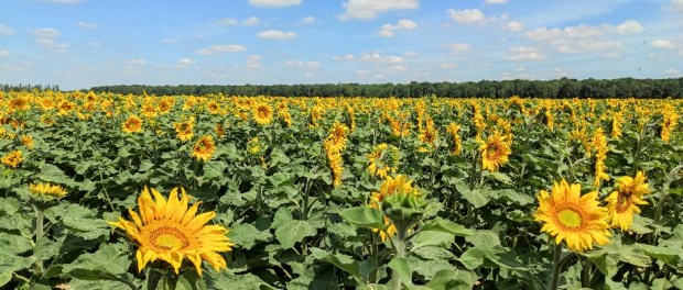 Słoneczniki, lato 2020