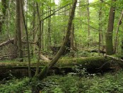 Puszcza, martwe drewno, fot. Adam Wajrak