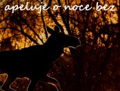 łoszak o zachodzie Słońca